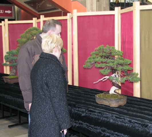III Elbląska Wystawa Bonsai
