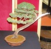 Na zajęciach będzie można dowiedzieć się wszystkiego o sztuce bonsai