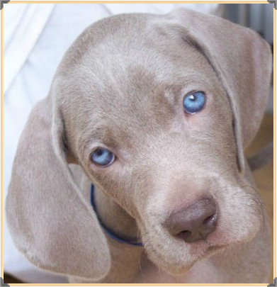 II Elbląski Dzień Psa