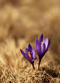 Lepiej zabierz Mamę do kina