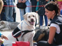 III Elbląski Dzień Psa