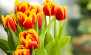 Roztańczony Dzień Kobiet