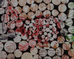 Wystawa Czechów w Światowidzie